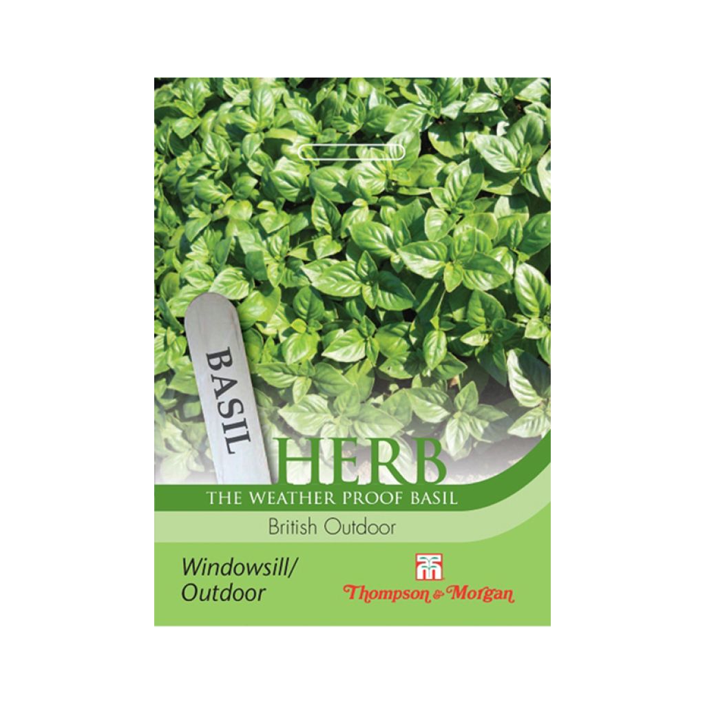 Basil British Outdoor - Ocimum basilicum