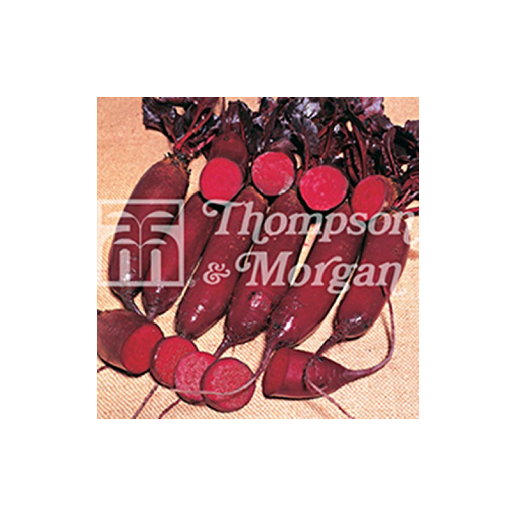 Alto F1 Red Beetroot - Beta vulgaris