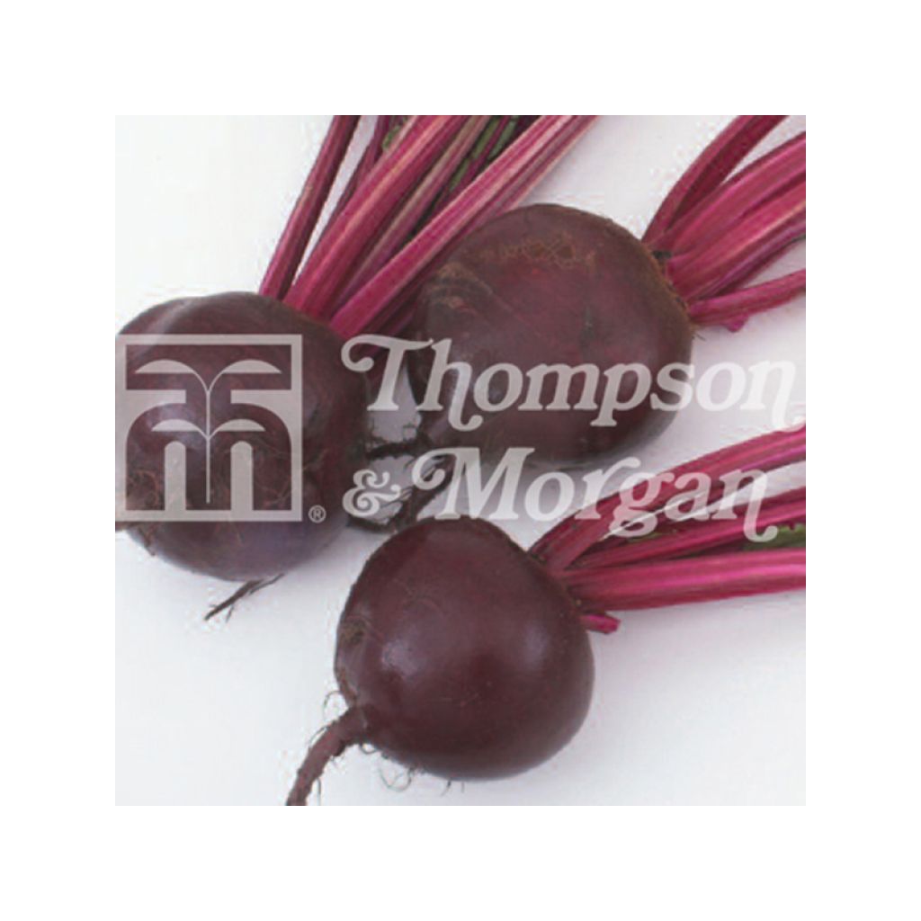 Kestrel F1 Red Beetroot - Beta vulgaris