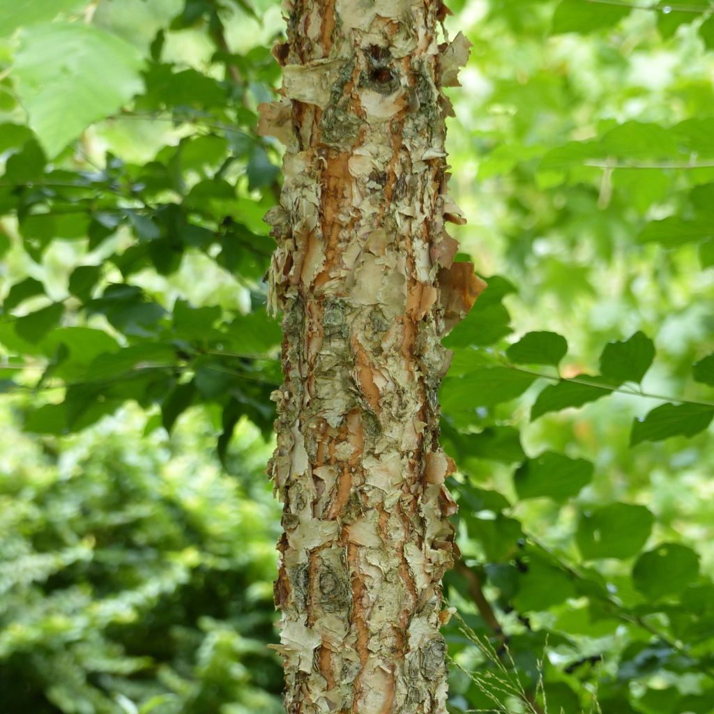 Betula nigra Heritage - Birch