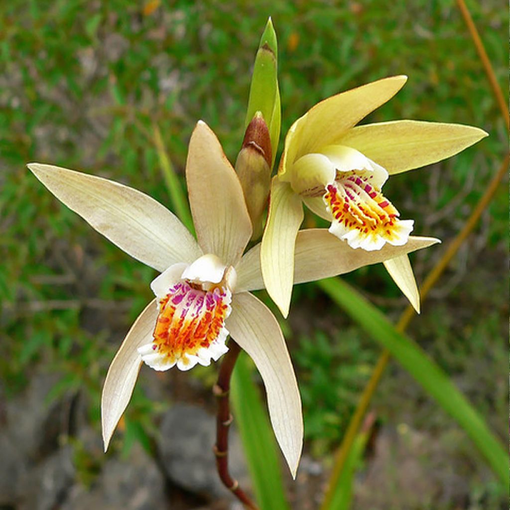 Bletilla Penway Sunset - Hyacinth orchid