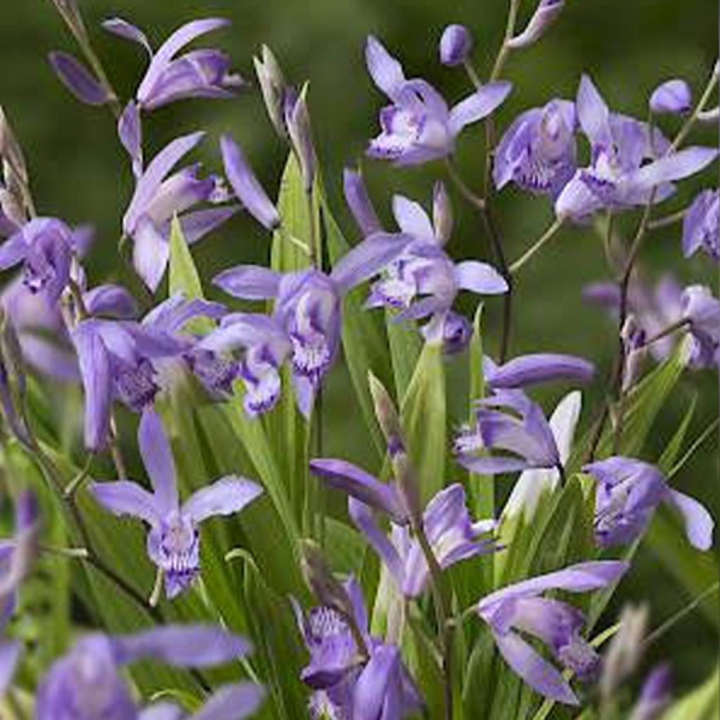 Bletilla striata Blue