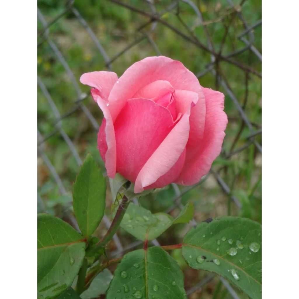 Rosa  Queen Elizabeth - Hybrid Tea Rose