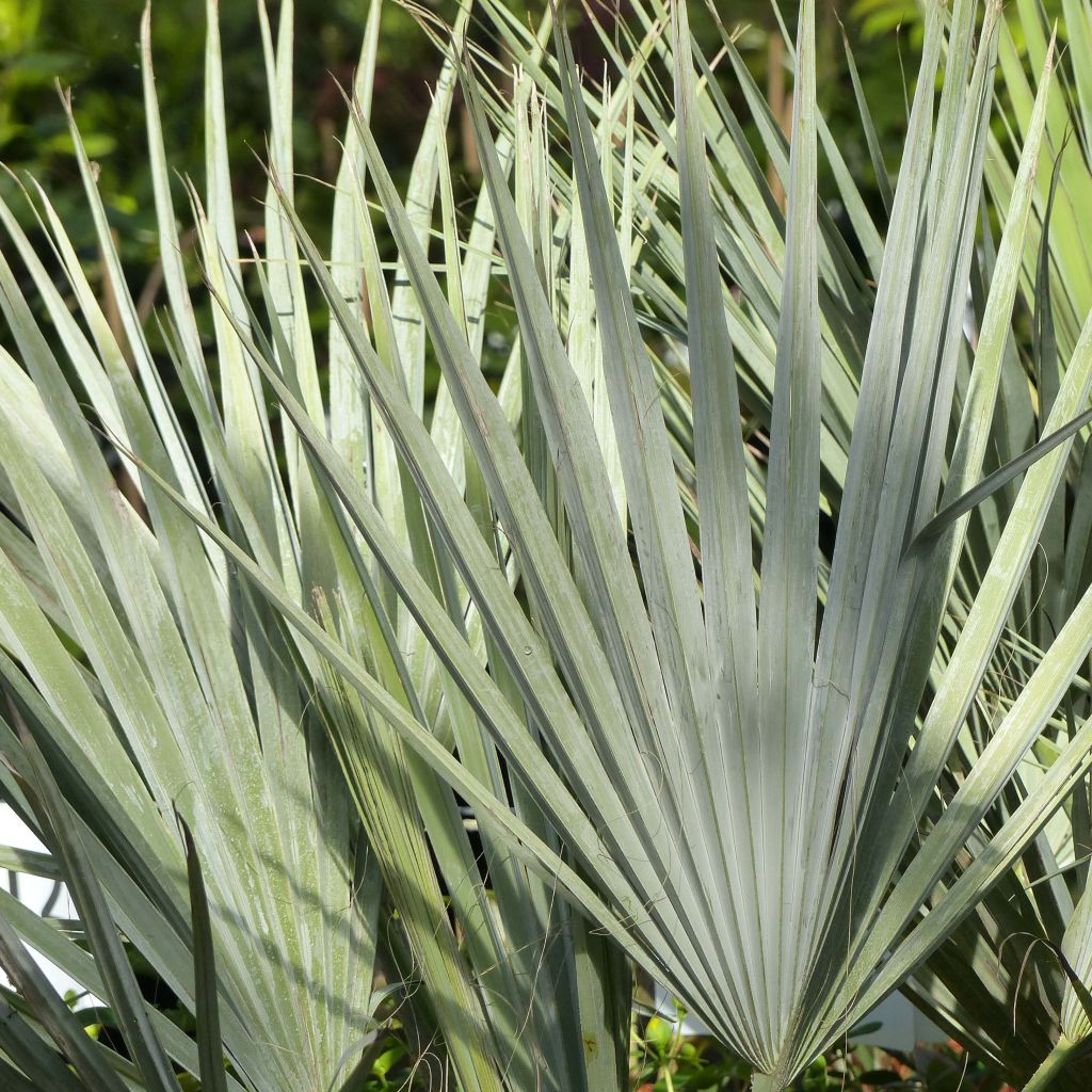 Brahea armata - Mexican blue palm
