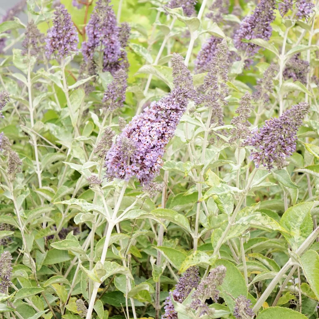Buddleja Lochinch - Butterfly Bush