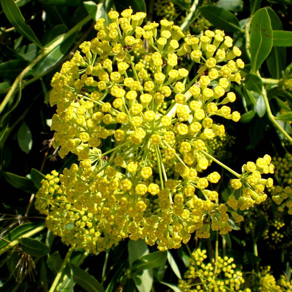 Bupleurum fruticosum