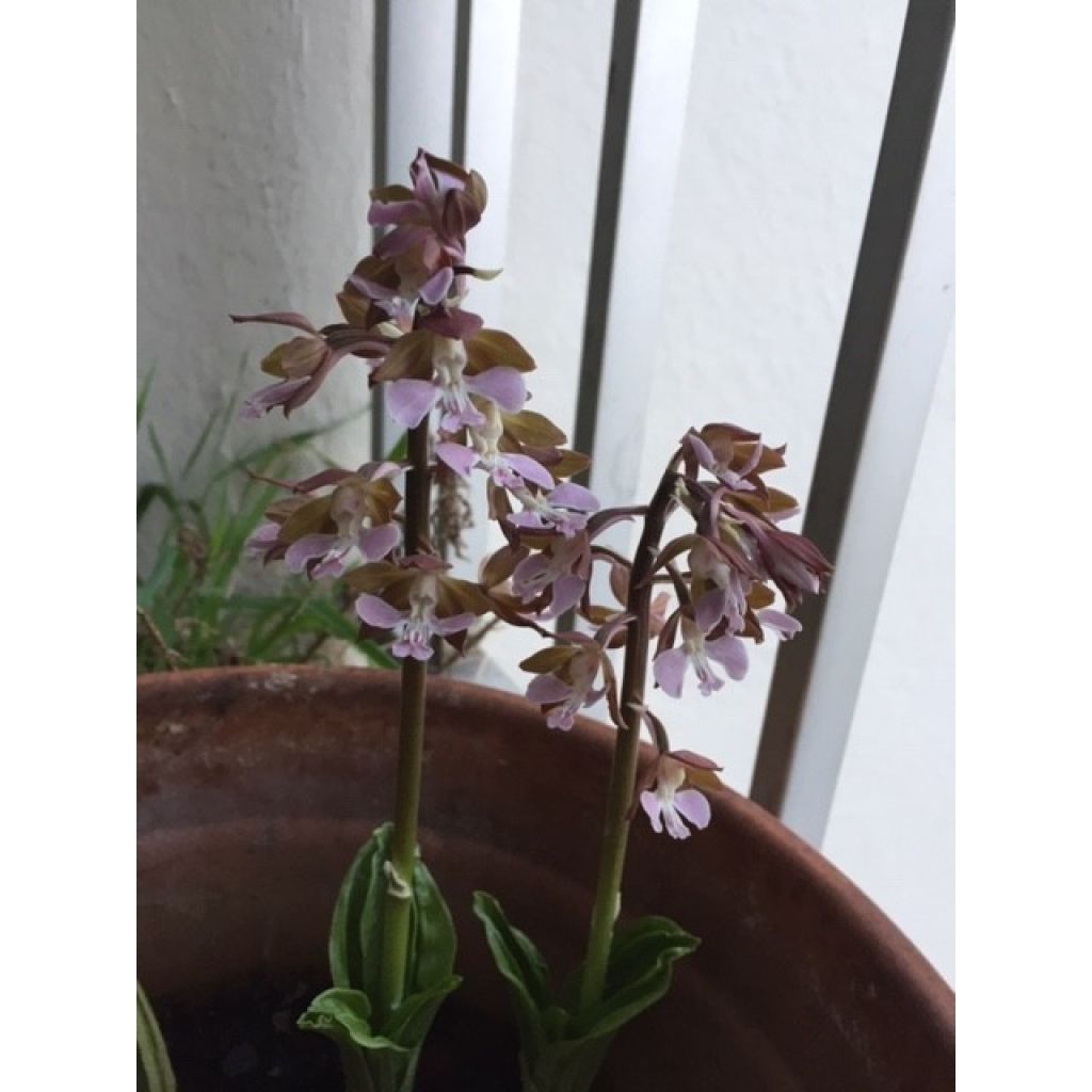 Calanthe discolor - Garden orchid