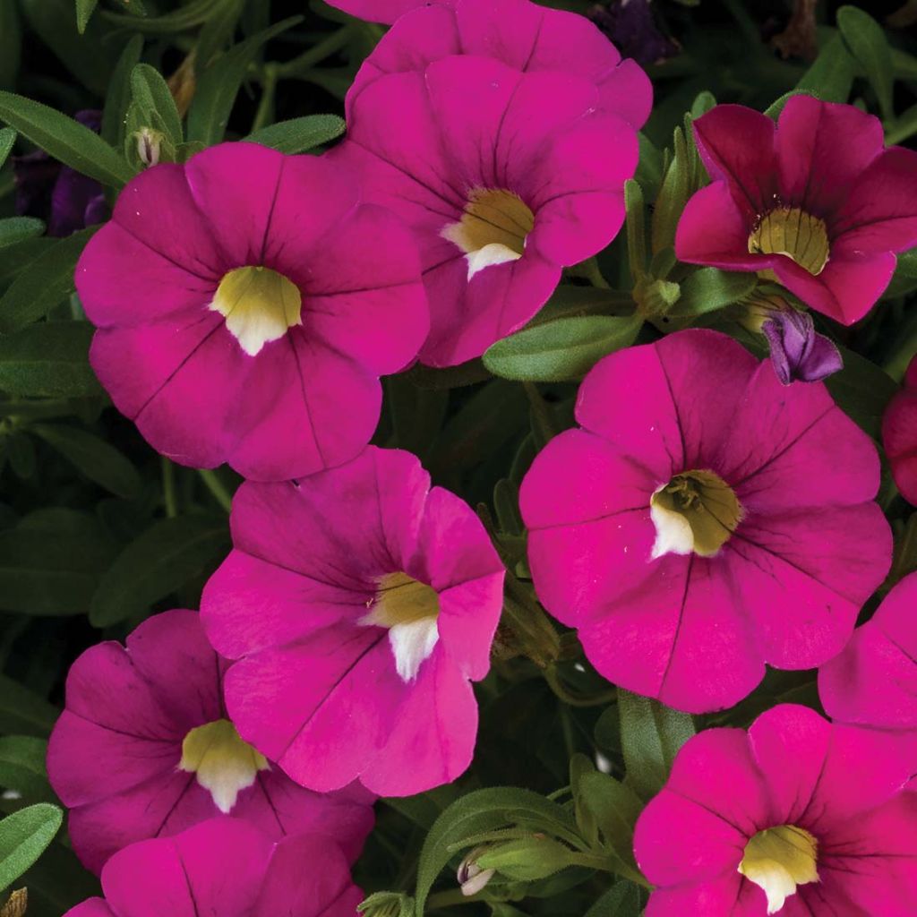 Calibrachoa Noa Dark Pink Carnival - Mini-Petunia