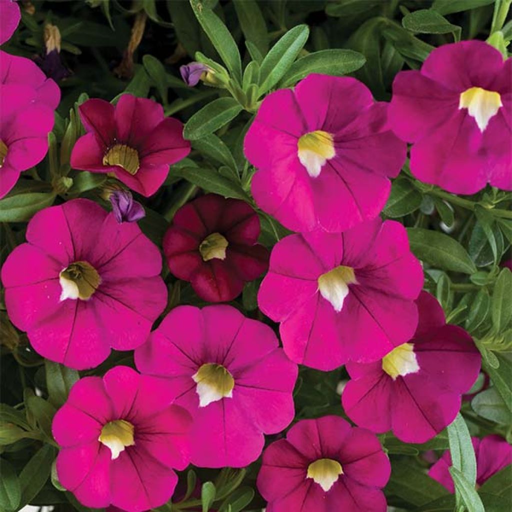 Calibrachoa Noa Dark Pink Carnival - Mini-Petunia