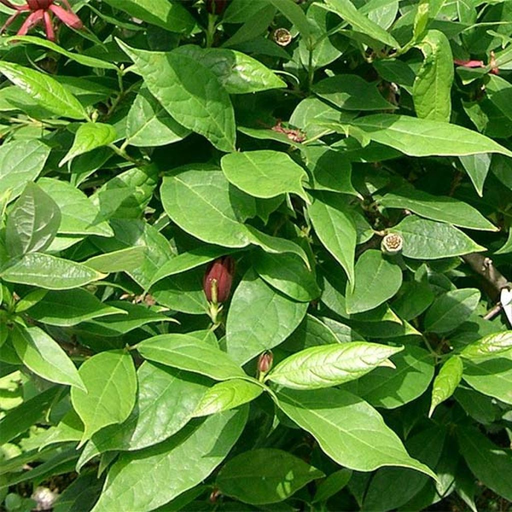 Calycanthus floridus - Sweetshrub