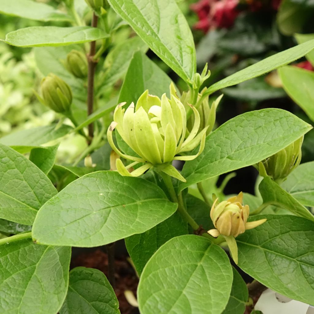 Calycanthus floridus Athens - Sweetshrub