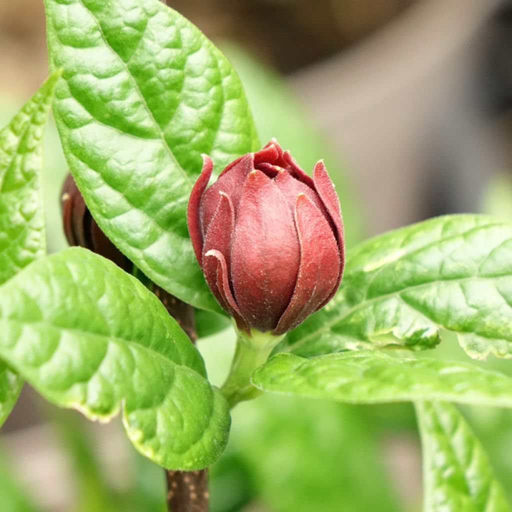Calycanthus floridus Michael Lindsay- Sweetshrub