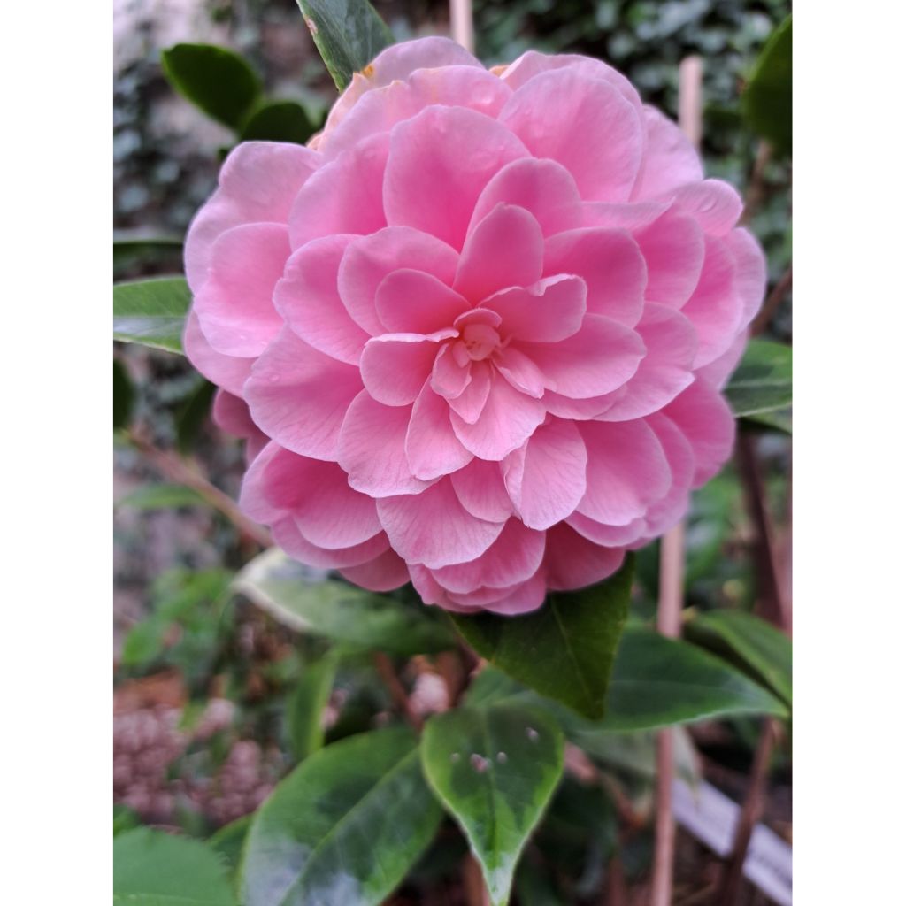 Camellia japonica Kerguelen