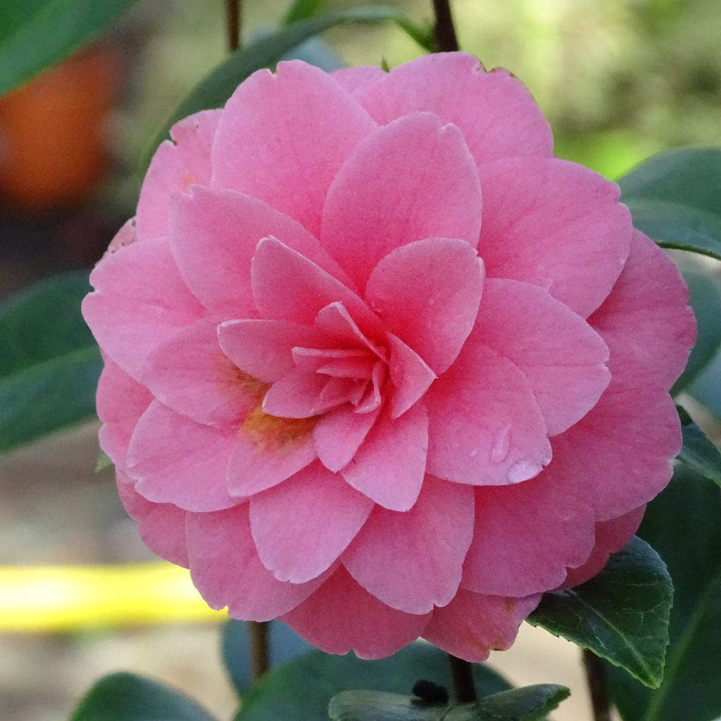 Camellia japonica Mrs Tingley