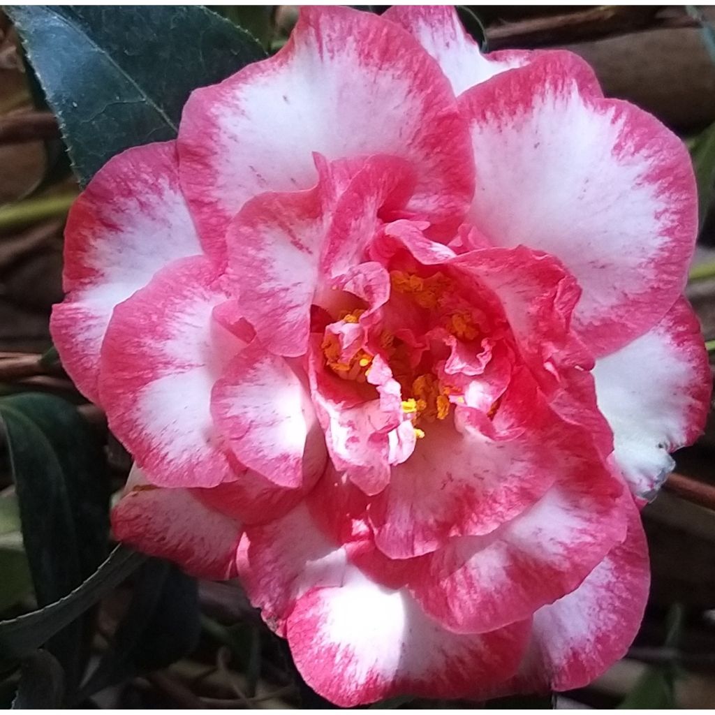 Camellia Bettys Beauty