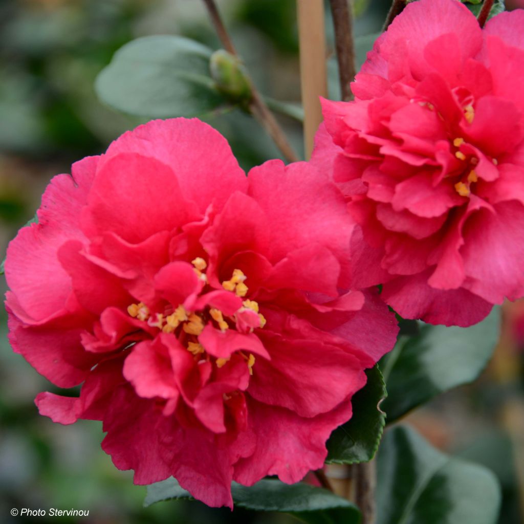 Camellia hiemalis Bonanza