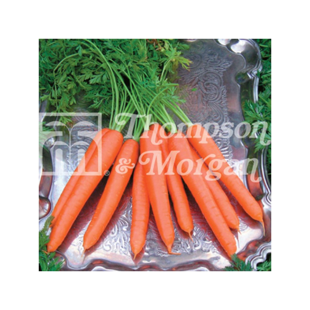 Carrot Tendersnax F1 - Daucus carota