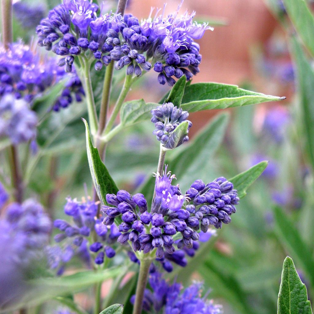 Caryopteris clandonensis Thetis - Bluebeard