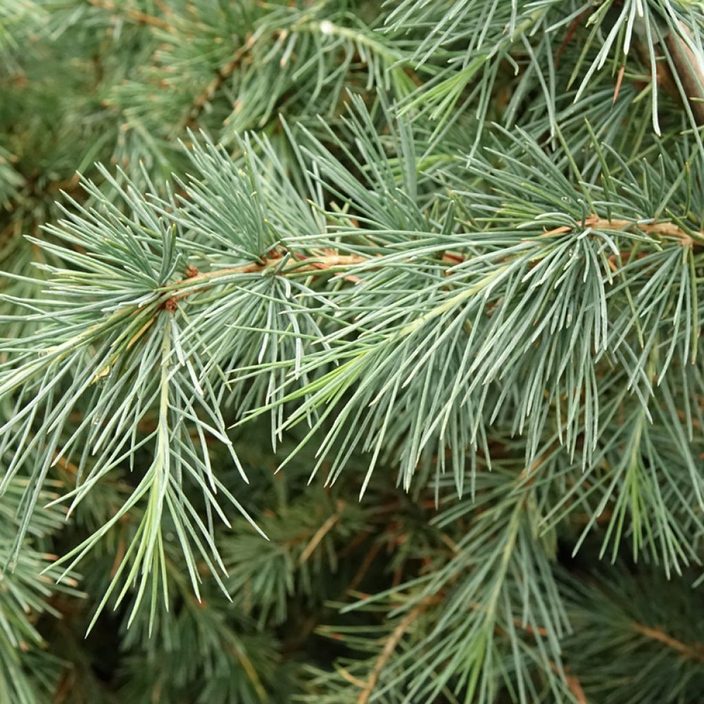 Cedrus deodara Pendula - Himalayan Cedar