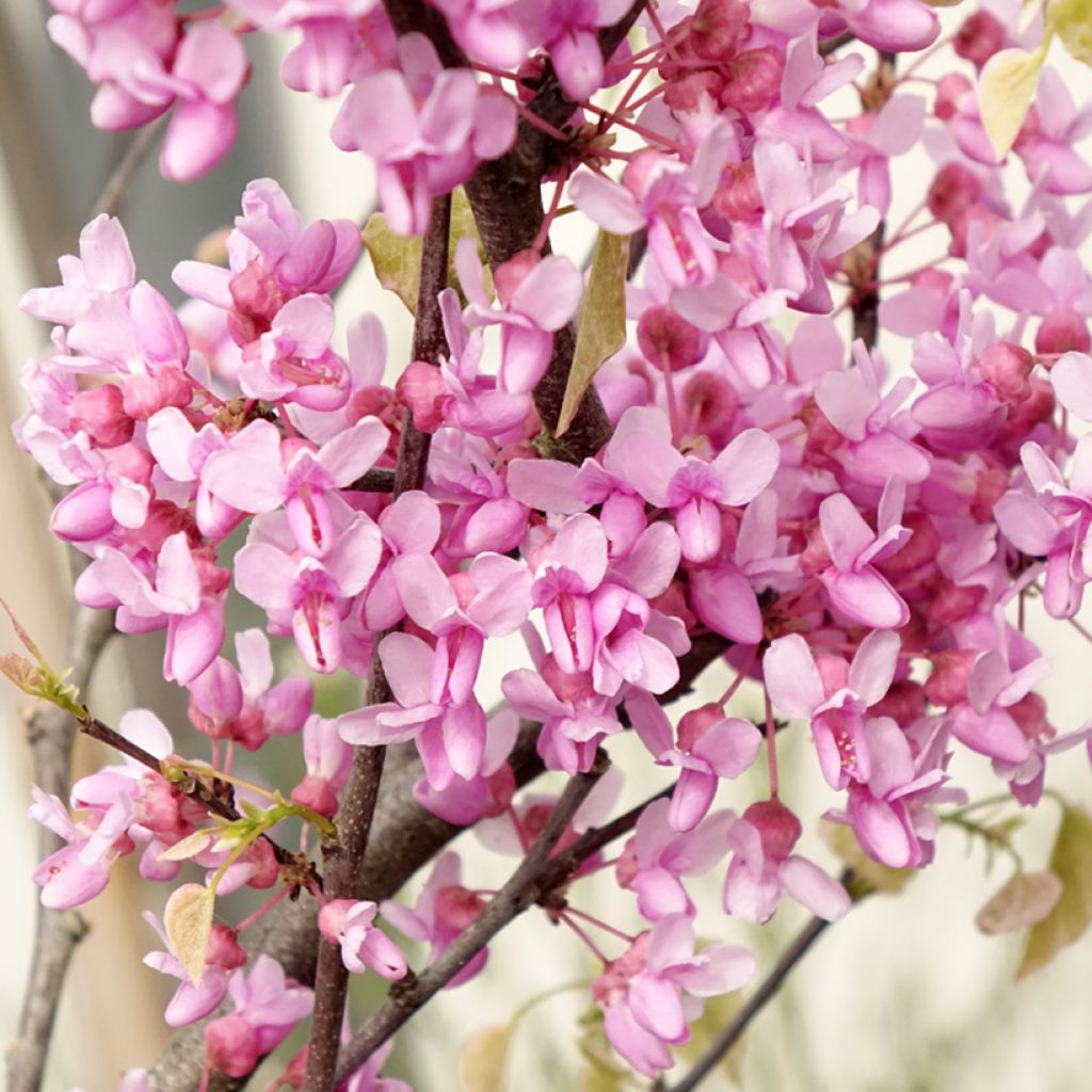 Cercis canadensis Alley Cat - Eastern Redbud