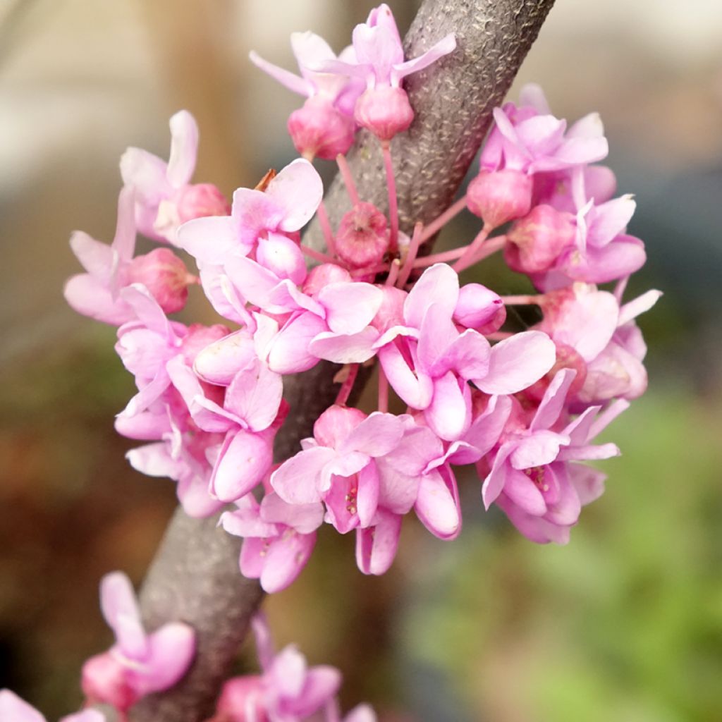 Cercis canadensis Alley Cat - Eastern Redbud