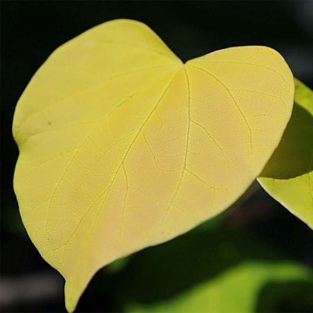 Cercis canadensis Heart of Gold - Eastern Redbud