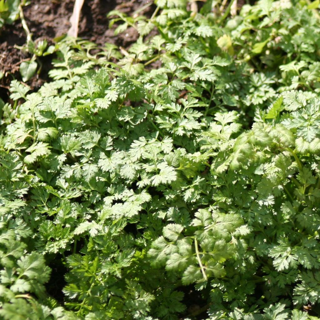 Chervil - French parsley