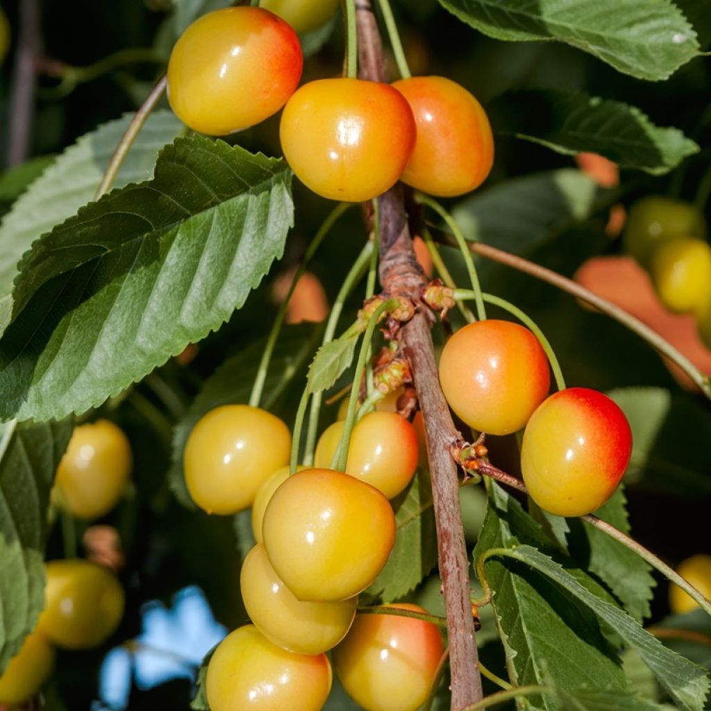 Prunus avium Bladoróżowa- Cherry Tree
