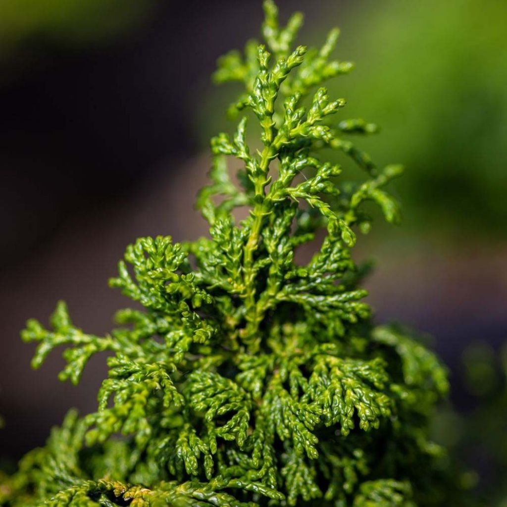 Chamaecyparis obtusa Maureen - Hinoki Cypress