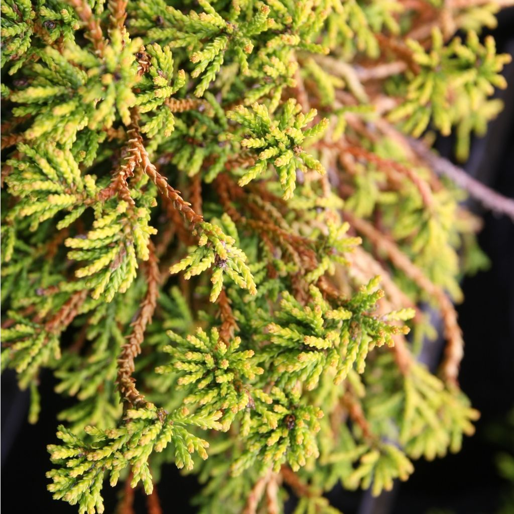 Chamaecyparis obtusa Gitte - Hinoki Cypress