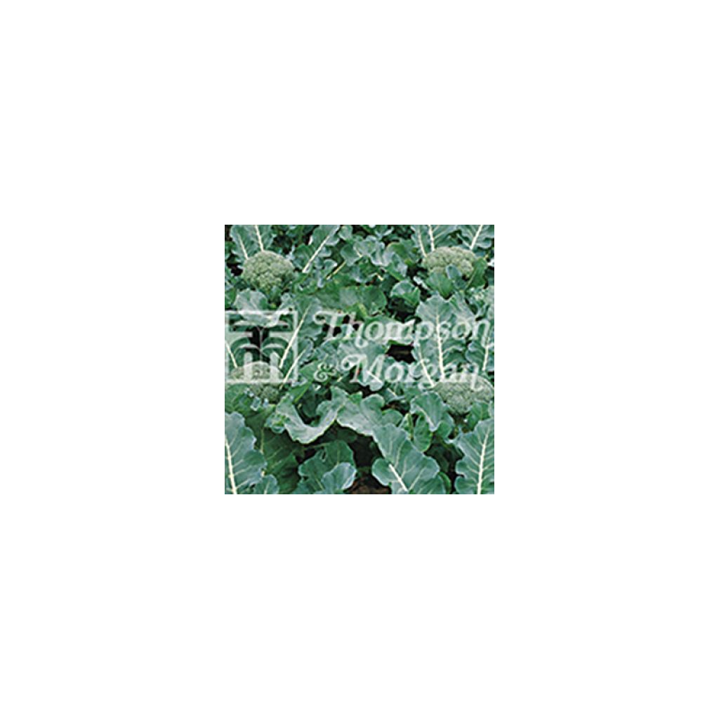 Broccoli Fiesta F1 - Brassica oleracea italica