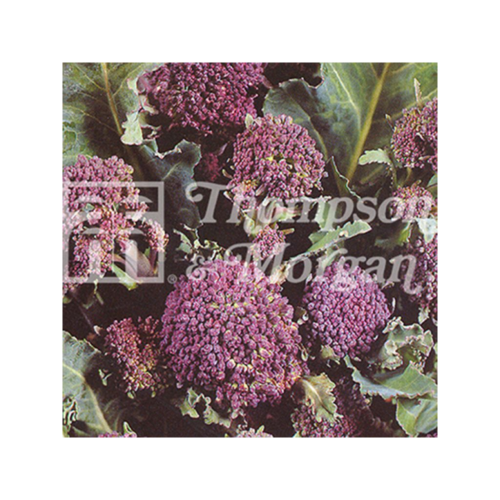 Broccoli Red Arrow - Brassica oleracea italica