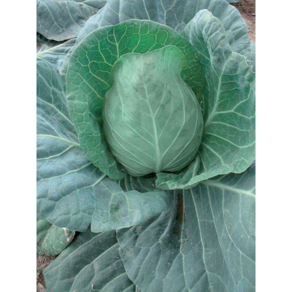 Organic Cabbage Chana F1 plugs - Brassica oleracea