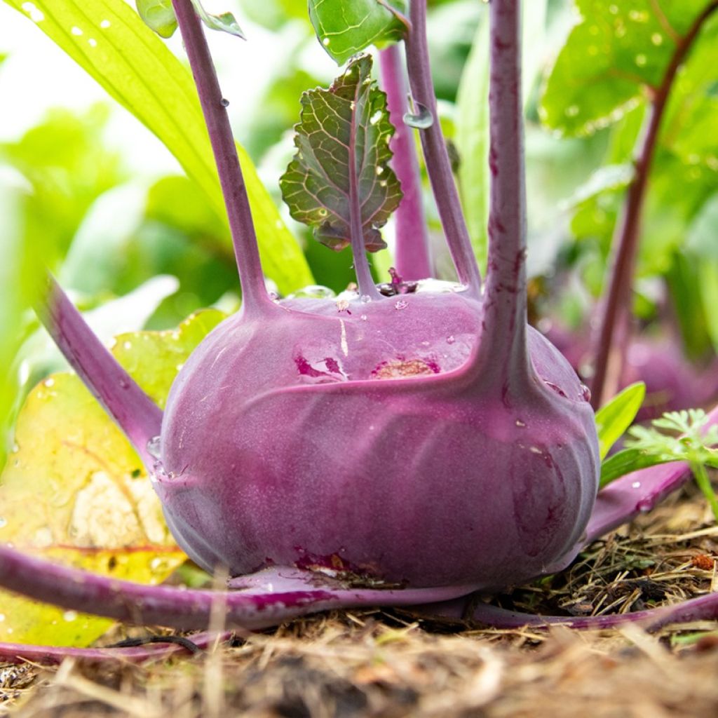 Kohlrabi Azur Star - Ferme de Ste Marthe Seeds