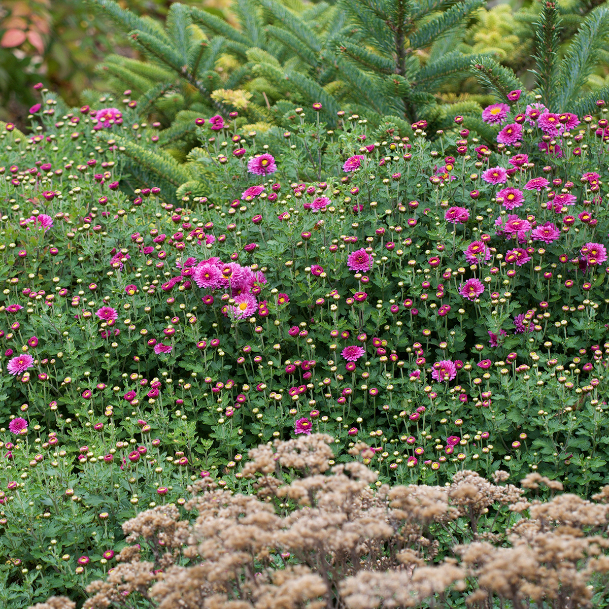 Chrysanthemum indicum Mei Kyo