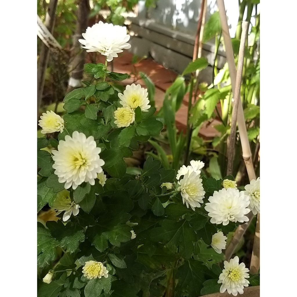 Chrysanthemum Poesie