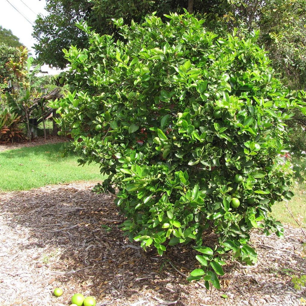 Grand Citron vert - Citrus latifolia 
