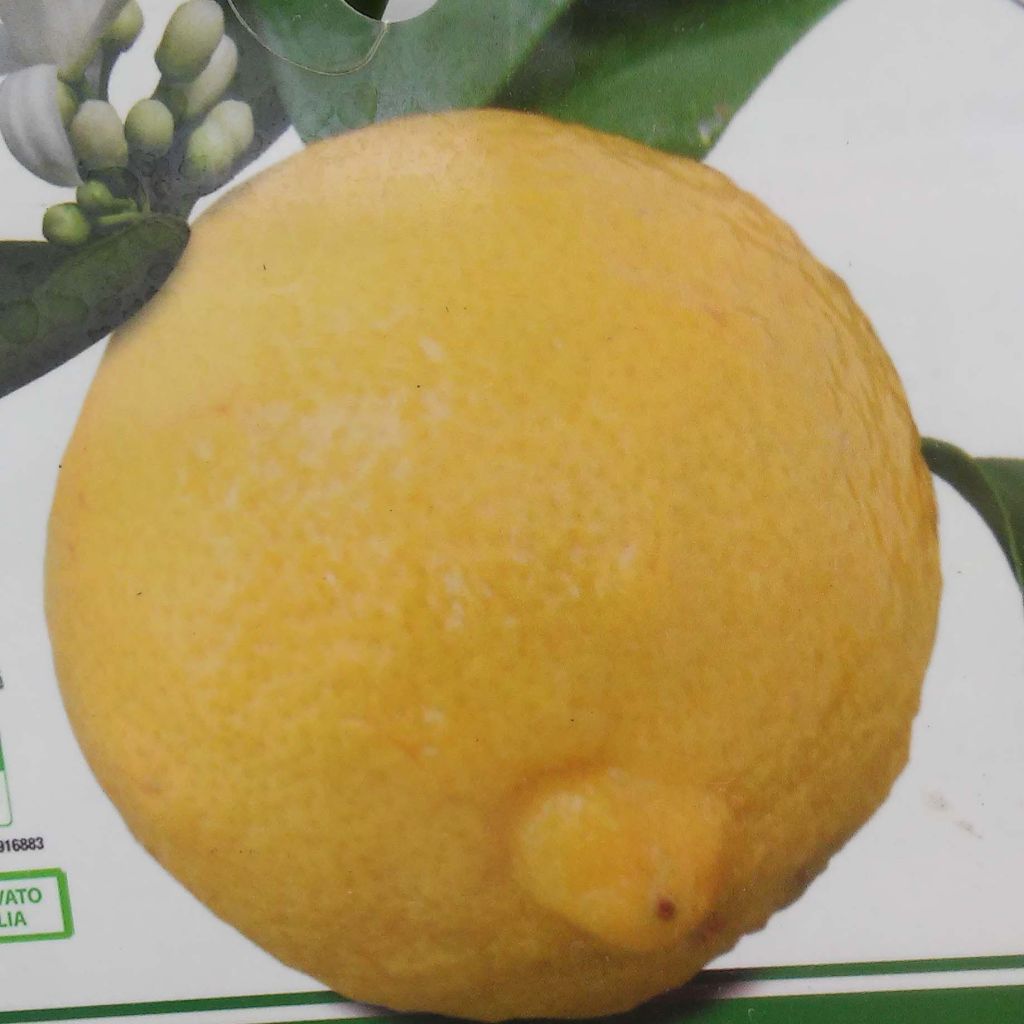 Citrus limon Cerza - Lemon Tree