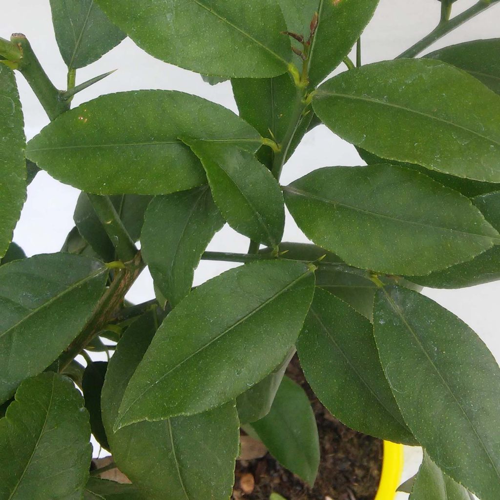 Citrus limon Cerza - Lemon Tree