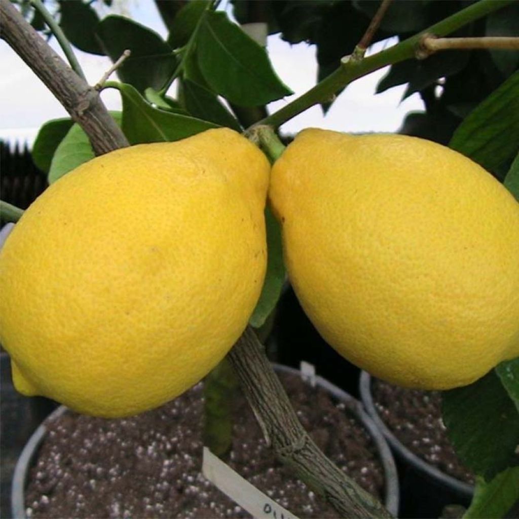 Citrus limon Lemox - Lemon Tree