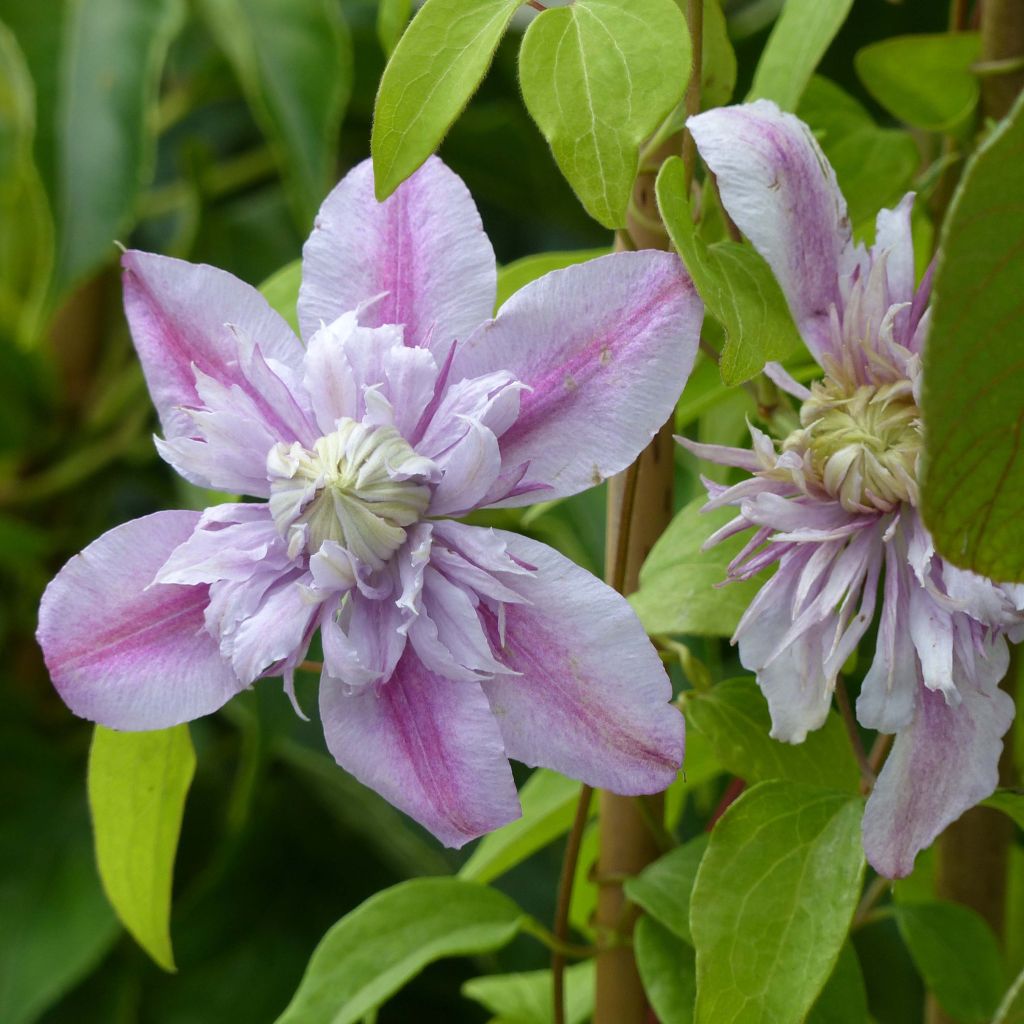 Clematis patens Joséphine - Early Large-flowered Clematis
