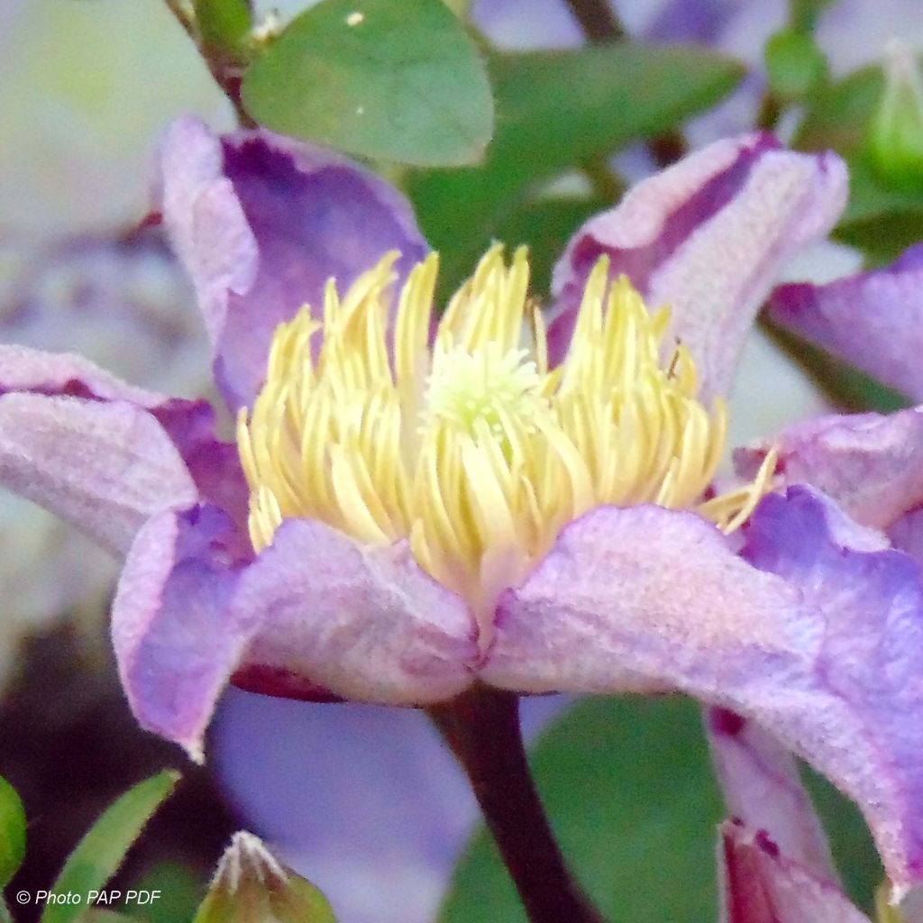 Clematis patens Exciting