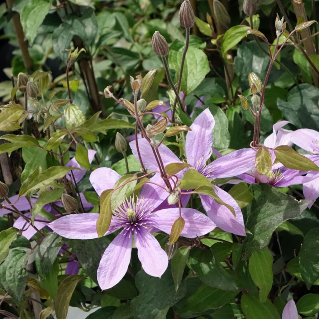 Clematis diversifolia Stella Bella