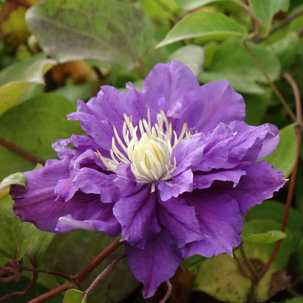 Clematis patens Kiri Te Kanawa