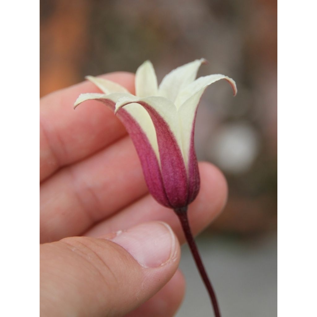 Clematis texensis Princess Kate - Scarlet Leather Flower