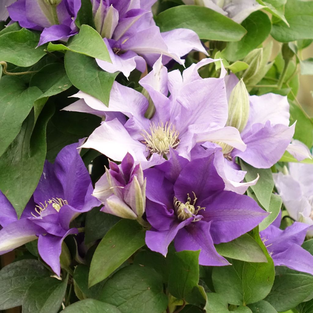 Clematis Three Sisters blue trio- The President, The Vagabond and Multi Blue