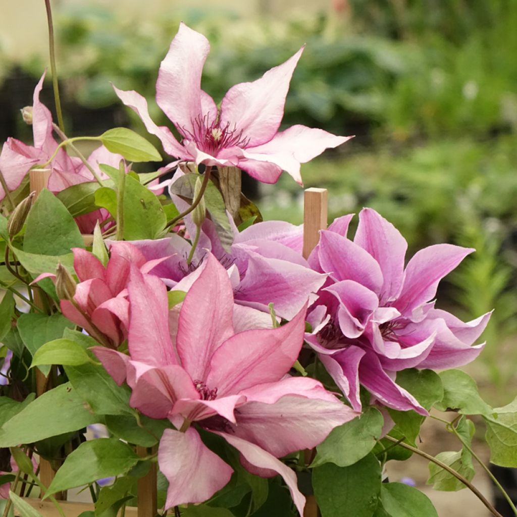 Clematis Three Sisters trio