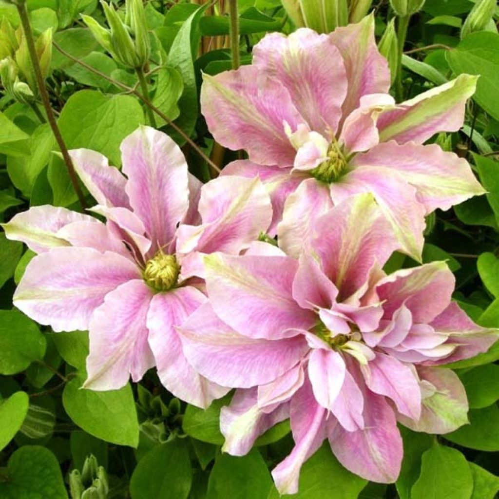 Clematis Prinsesse Alexandra