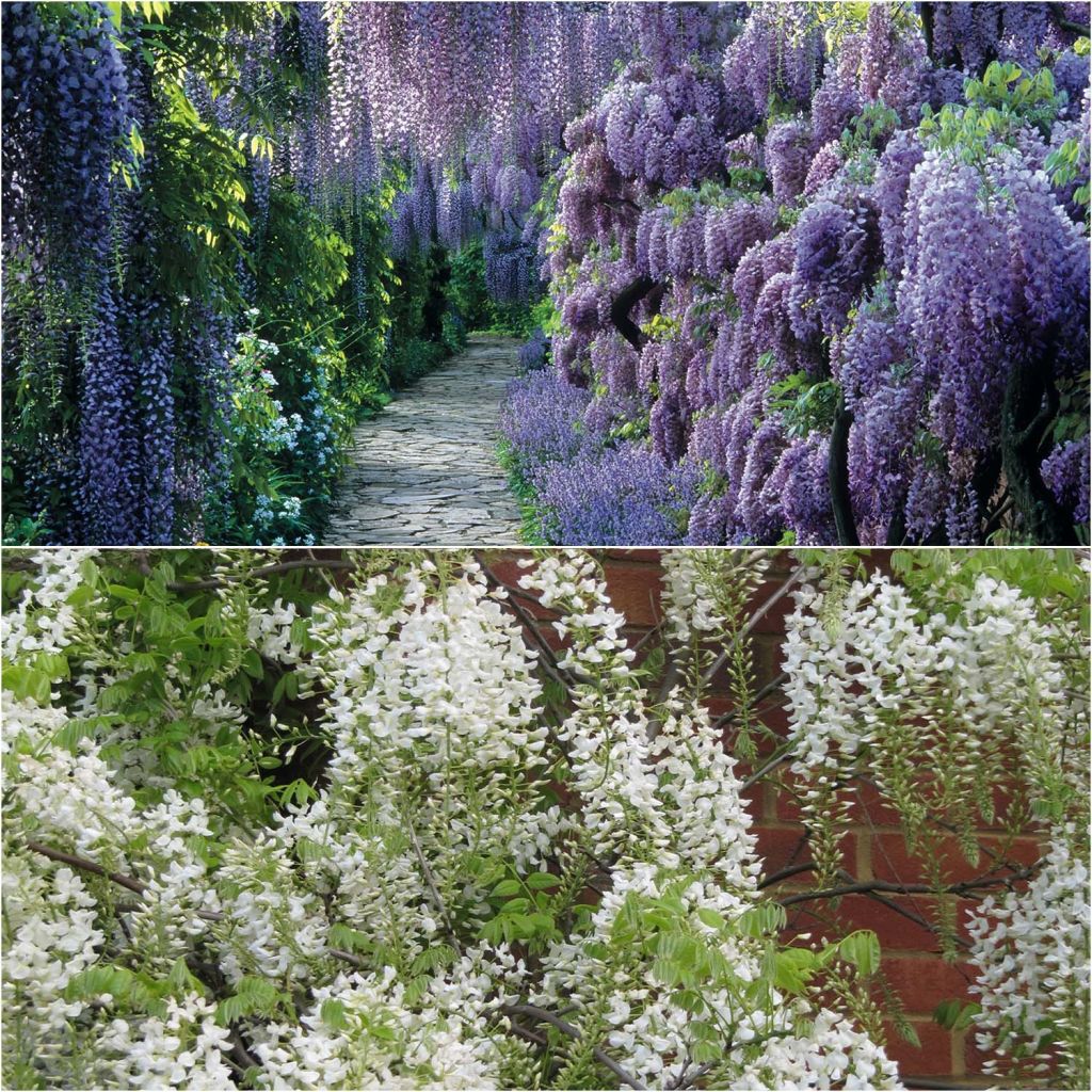 Collection of 2 Chinese Wisterias