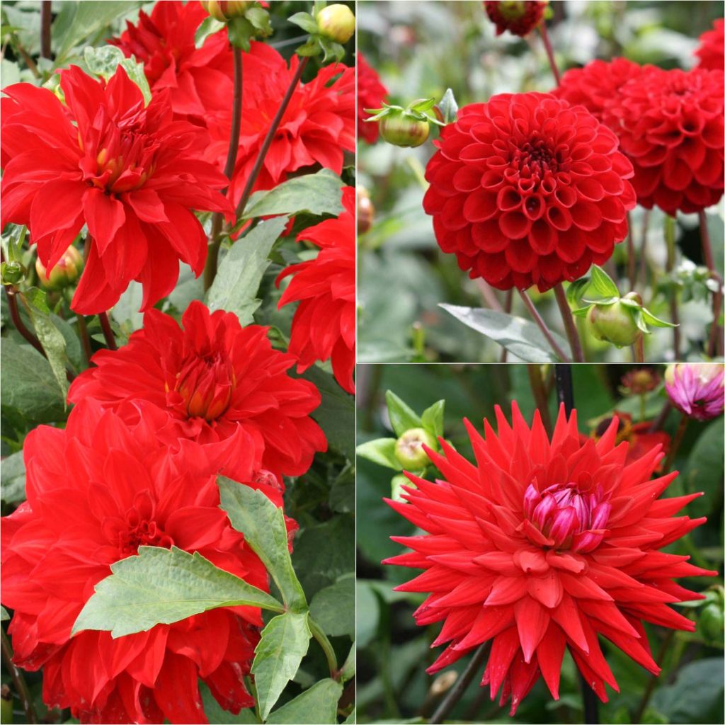 Collection of 3 dahlias for bouquets, red tones